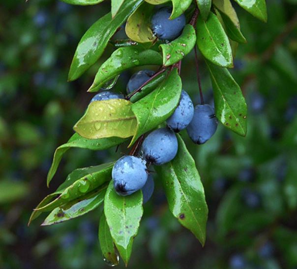 برگ مورد (بسته بندی 75 گرمی)